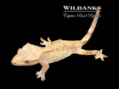 Fire (100% Guaranteed Het. Black Eyed Leucistic) Crested Gecko ♀ '24