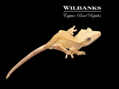 Fire (100% Guaranteed Het. Black Eyed Leucistic) Crested Gecko ♂ '24