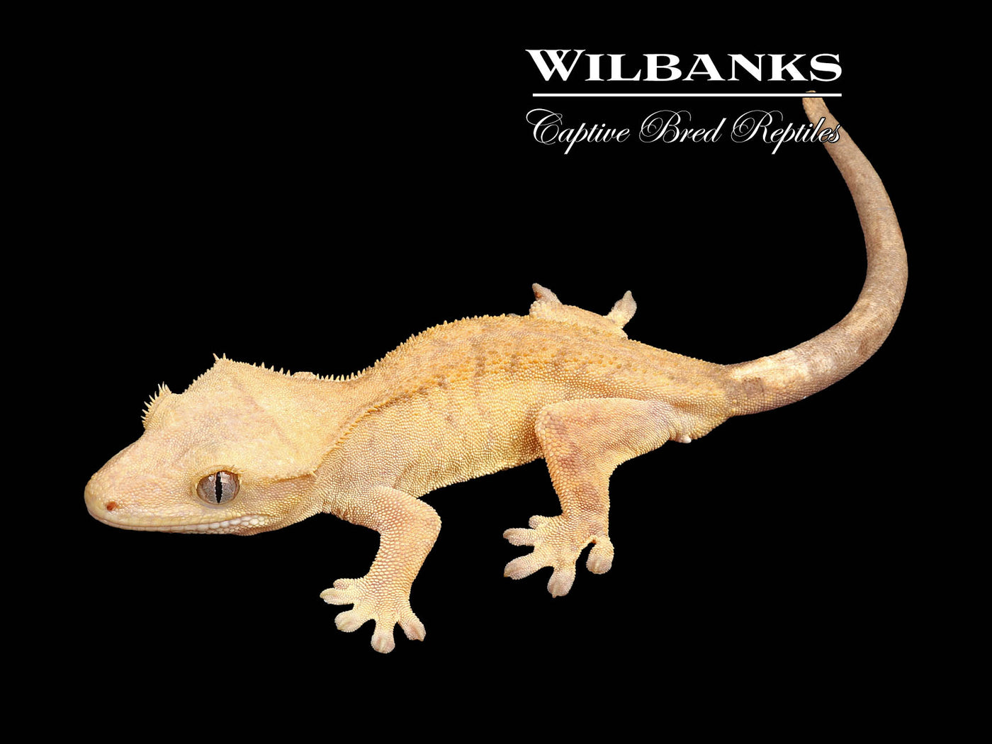 Fire (100% Guaranteed Het. Black Eyed Leucistic) Crested Gecko ♂ '24