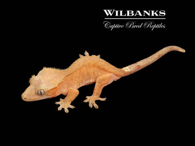 Fire (100% Guaranteed Het. Black Eyed Leucistic) Crested Gecko ♀ '24