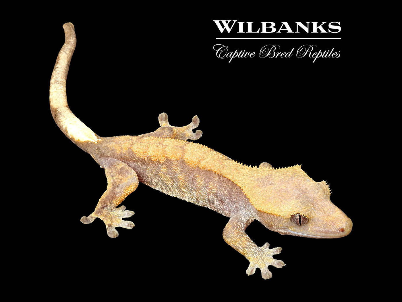 Fire (100% Guaranteed Het. Black Eyed Leucistic) Crested Gecko ♀ '24