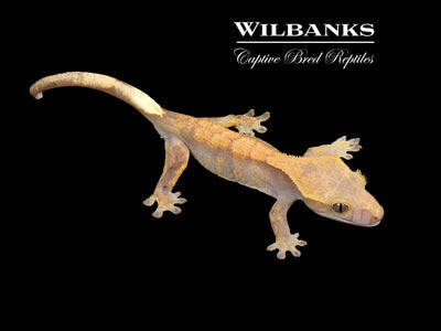 Fire (100% Guaranteed Het. Black Eyed Leucistic) Crested Gecko ♀ '24