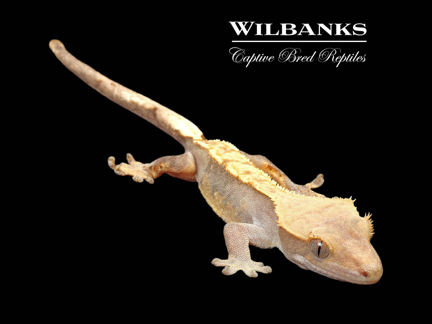 Fire (100% Guaranteed Het. Black Eyed Leucistic) Crested Gecko ♀ '24