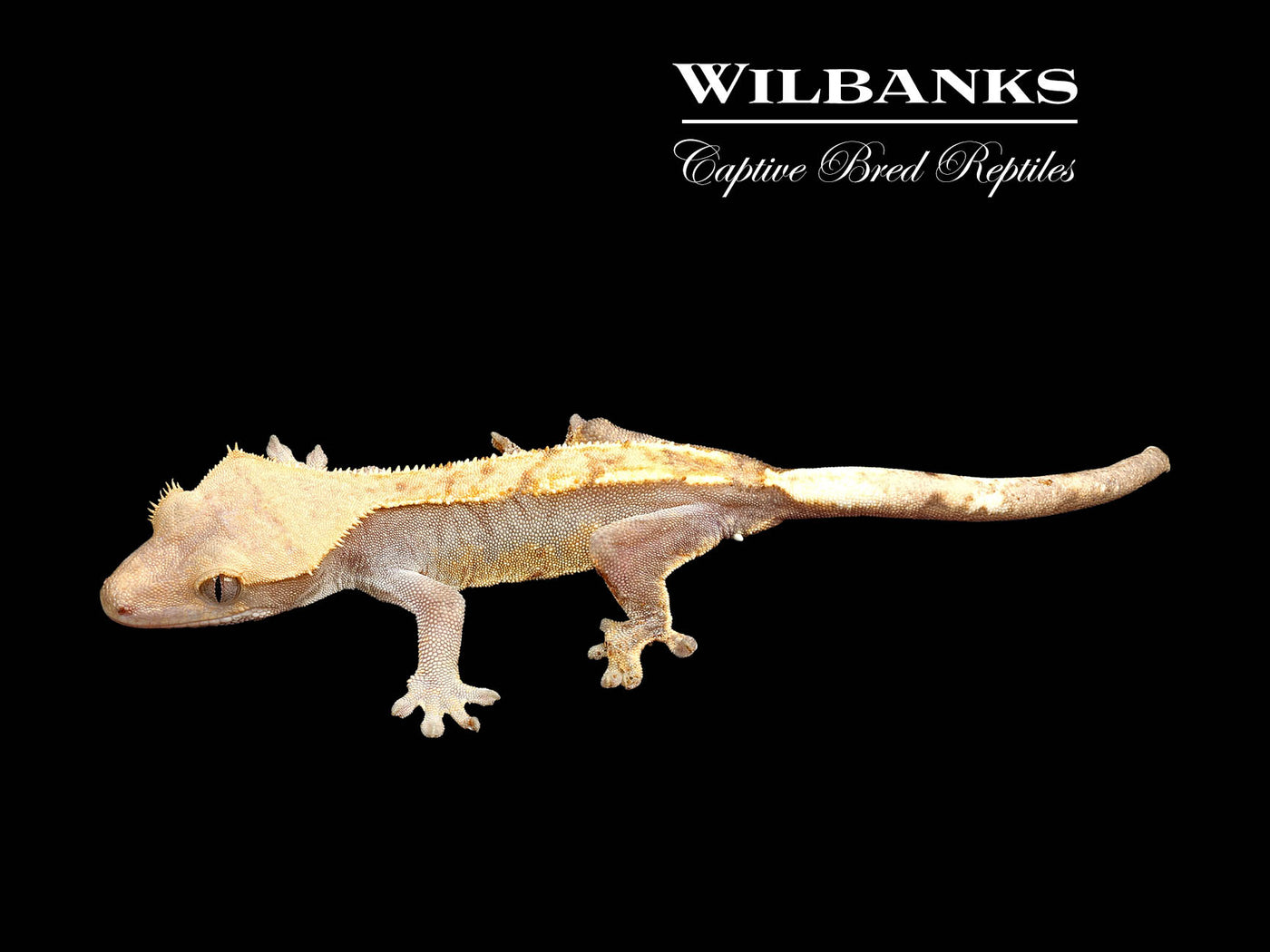 Fire (100% Guaranteed Het. Black Eyed Leucistic) Crested Gecko ♀ '24