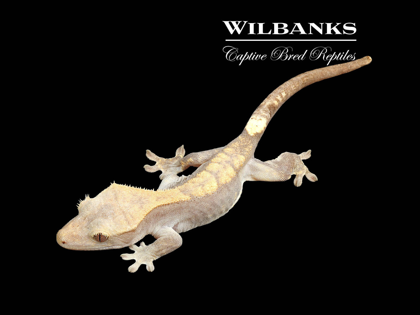 Fire (100% Guaranteed Het. Black Eyed Leucistic) Crested Gecko ♀ '24