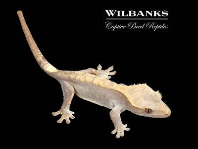 Fire (100% Guaranteed Het. Black Eyed Leucistic) Crested Gecko ♀ '24