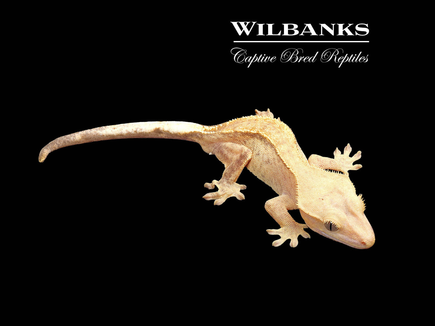Fire (100% Guaranteed Het. Black Eyed Leucistic) Crested Gecko ♂ '24