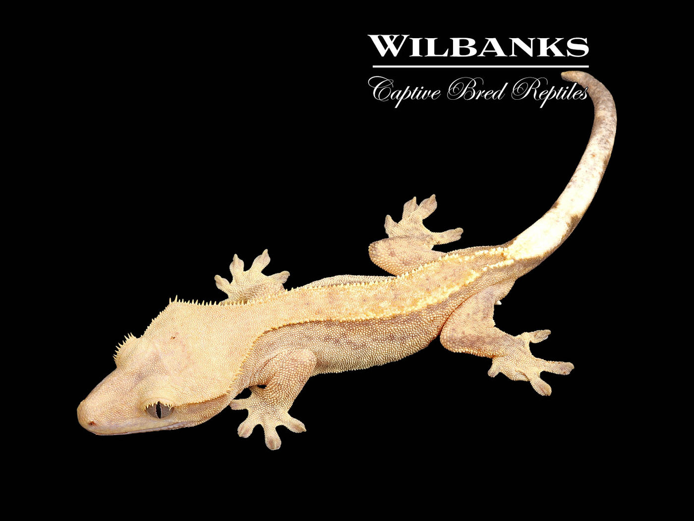 Fire (100% Guaranteed Het. Black Eyed Leucistic) Crested Gecko ♂ '24