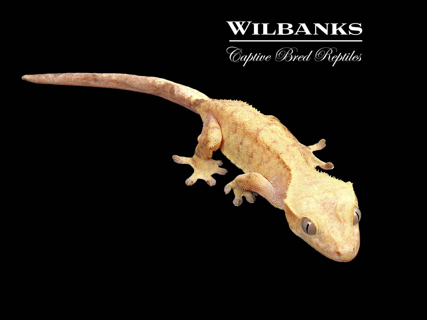 Fire (100% Guaranteed Het. Black Eyed Leucistic) Crested Gecko ♀ '24