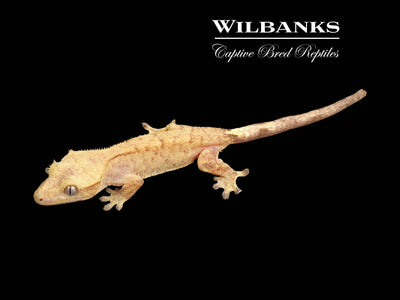 Fire (100% Guaranteed Het. Black Eyed Leucistic) Crested Gecko ♀ '24
