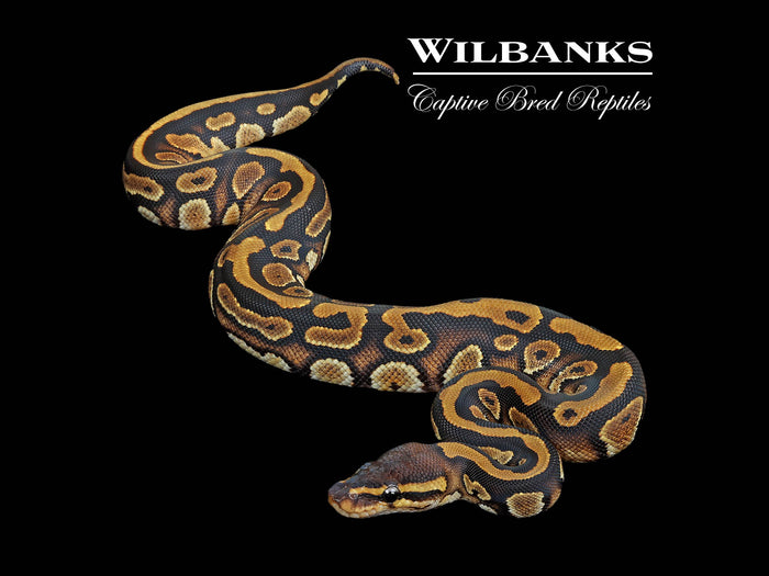 Mahogany Ball Python ♀ '26