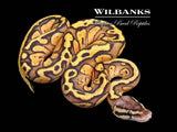 FireFly Red Stripe Ball Python ♀ '26
