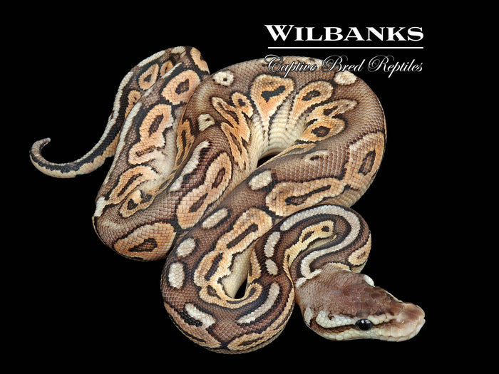 Pewter 66% PH Puzzle Ball Python ♂ '26