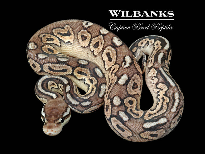 Pewter 66% PH Puzzle Ball Python ♀ '26