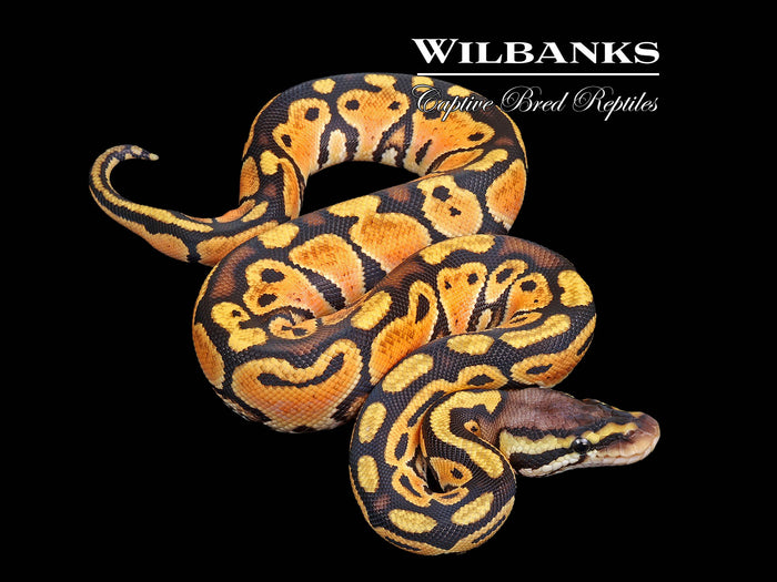 Pastel 66% PH Puzzle Ball Python ♀ '26