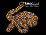 Leopard Orange Crush Yellow Belly Ball Python ♂ '26