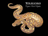 Orange Crush Butter Yellow Belly Ball Python ♀ '26