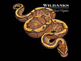 Fire Red Stripe Ball Python ♂ '26