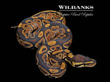 100% Het. Albino Ball Python ♂ '26