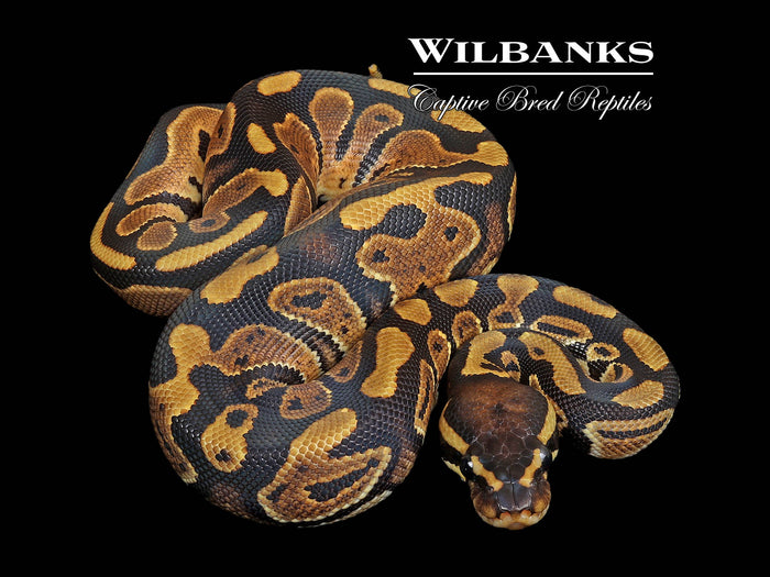100% Het. Piebald Ball Python ♂ '26