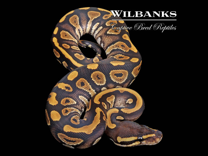 Phantom 100% Het. Pied Ball Python ♀ '26