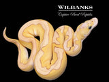Balck Head Pastel Butter Enchi Clown Ball Python ♀ '26