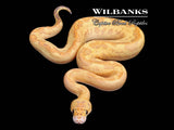 Puma Clown Ball Python ♀ '26