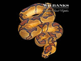 Enchi Clown Ball Python ♂ '26