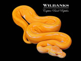 Blackhead Dreamsicle Ball Python ♀ '25