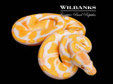 Lavender Albino Blackhead Enchi 100% Het. Pied Ball Python ♂ '26