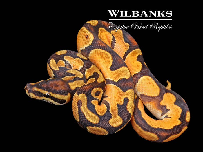Orange Dream Enchi Ball Python ♂ '26