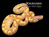 Banana Enchi 100% Het. Clown Ball Python ♂ '26
