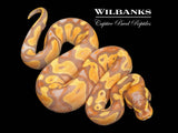 Banana Black Head Enchi 100% Het. Clown Ball Python ♂ '26