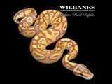 Banana Black Head Pastel 100% Het. Clown Ball Python ♂ '26