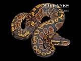 GHI 100% Het. Lavender Albino Ball Python ♀ '26