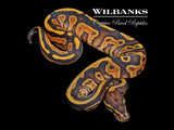 Leopard Sugar 100% Het. Candy Ball Python ♂ '26