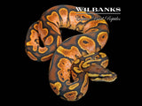 Sugar 100% Het. Candy Ball Python ♂ '26