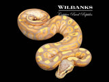 Banana Black Head Pastel Ball Python ♂ '26