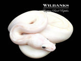 White Diamond Blue Eyed Leucistic (Super Russo) Ball Python ♂ '26