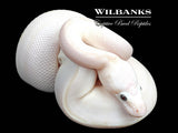 White Diamond Blue Eyed Leucistic (Super Russo) Ball Python ♂ '26