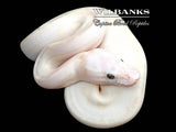 White Diamond Blue Eyed Leucistic (Super Russo) Ball Python ♂ '26
