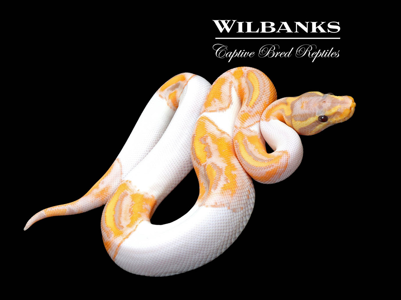 Banana Pied Ball Python ♂ '25