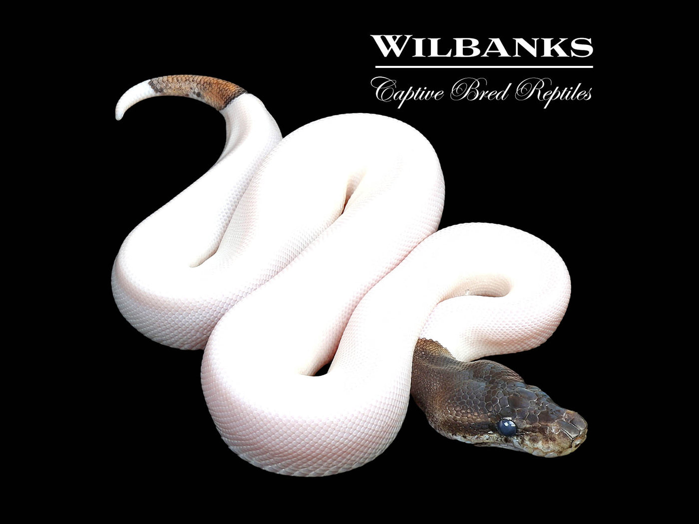 Cinnamon Pied Ball Python ♂ '25