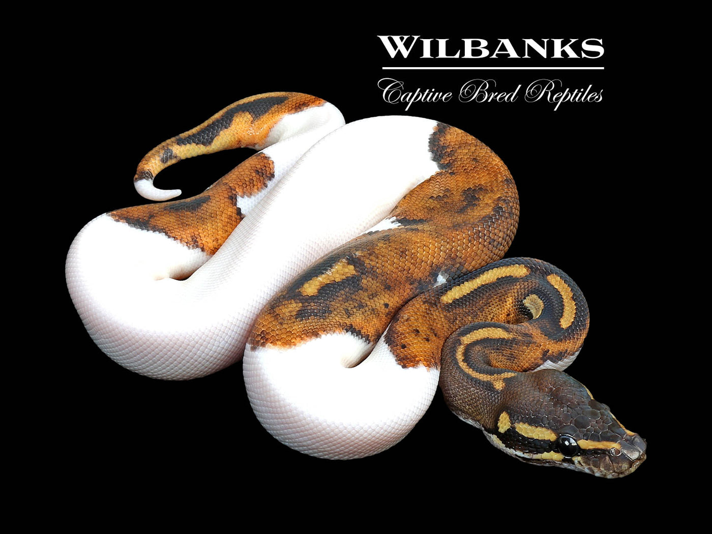 Blackhead Pied 100% Het. Lavender Albino Ball Python ♂ '25