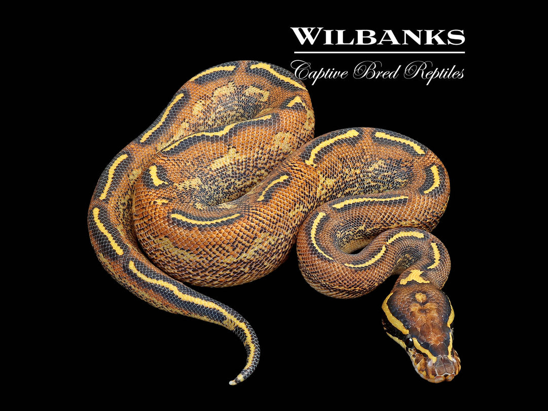 Freeway Ball Python ♂ '25 – Wilbanks Captive Bred Reptiles