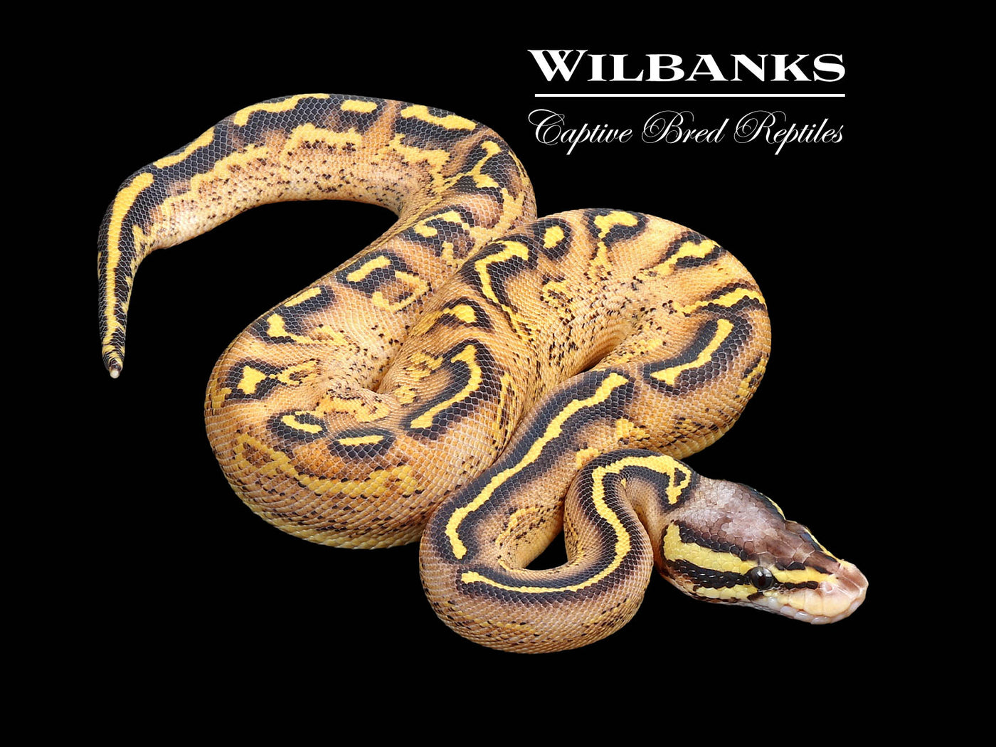 洋書 The Complete Ball Python 113254356.jpg?v=1751397166