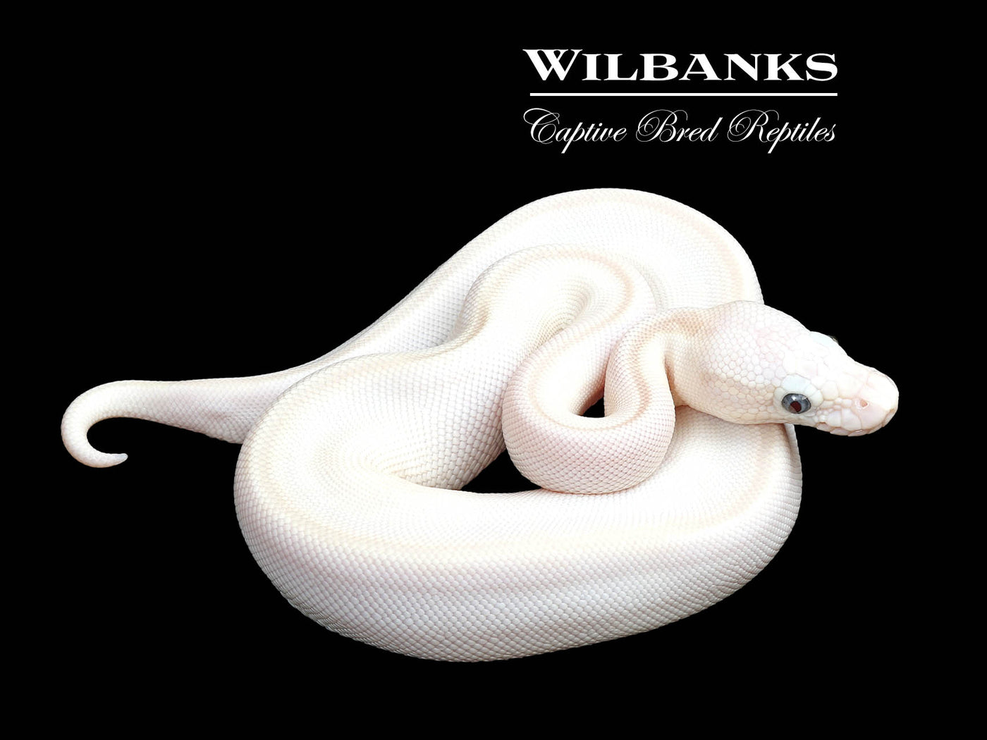 Blue Eyed Leucistic (Mocha Butter) Ball Python ♀ '25