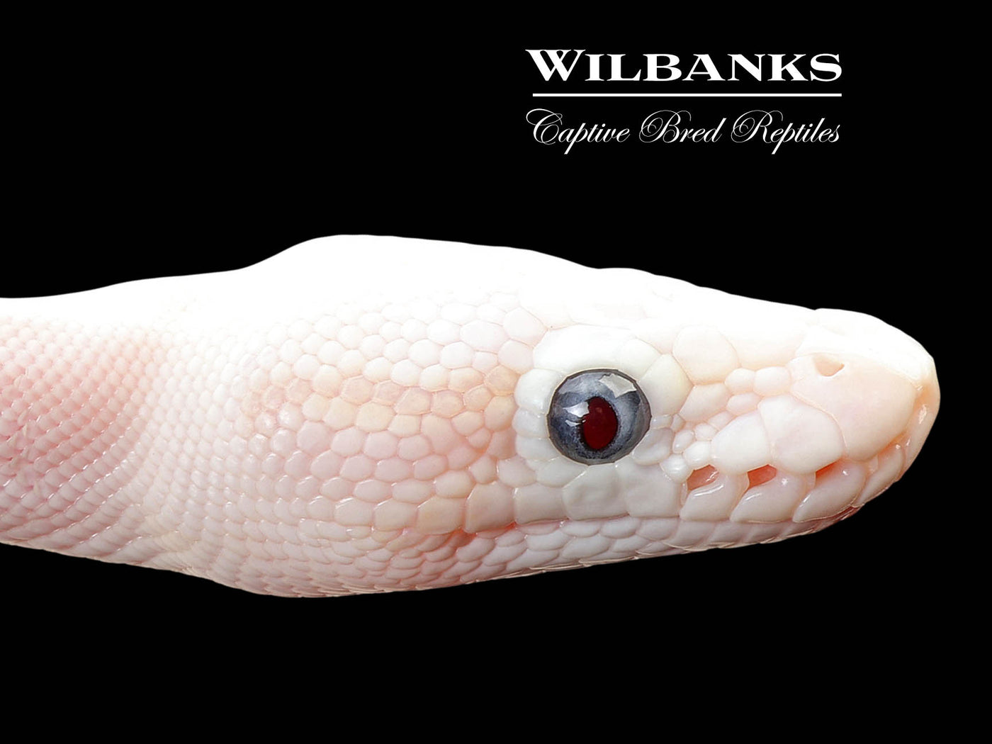 Blue Eyed Leucistic (Mocha Butter) Ball Python ♀ '25