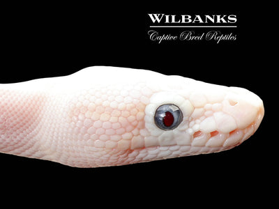 Blue Eyed Leucistic (Mocha Butter) Ball Python ♀ '25