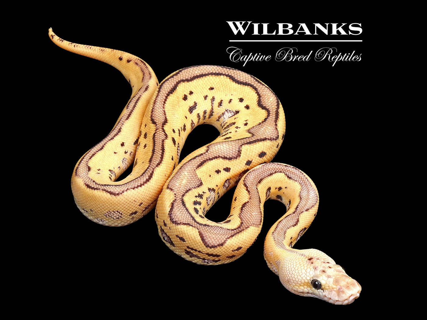 FireFly Leopard Clown Ball Python ♂ '25 – Wilbanks Captive